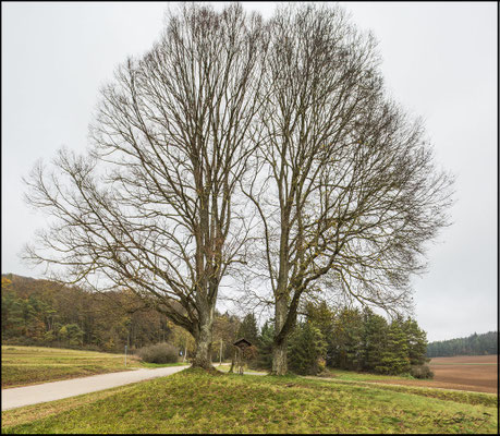36 Sommer- und Winterlinde