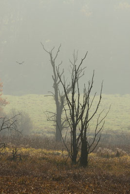 36 Deusmaurer Moor