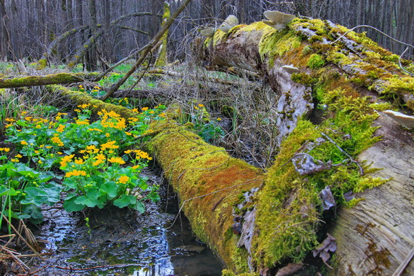 45 Deusmaurer Moor