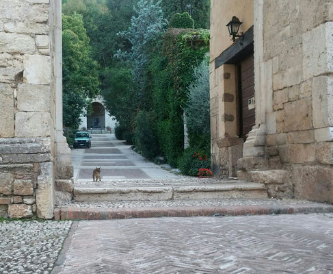 Wir haben noch nie so viele Katzen in einem Ort gesehen. 