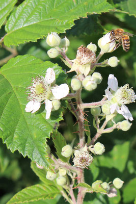 Nos abeilles à gelée 