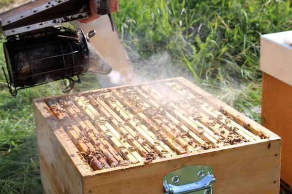 On enfume les ruches pour prévenir les abeilles !