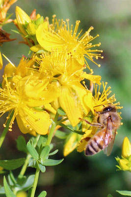 Nos abeilles productrices de gelée (et un peu de miel, elles sont trop fortes !)