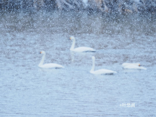 地吹雪の中、1082羽が休んでます。