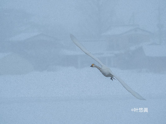 猛吹雪の中、餌場へ