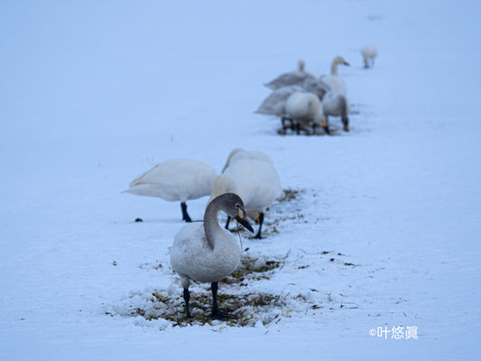 餌場の田んぼで餌をあさる