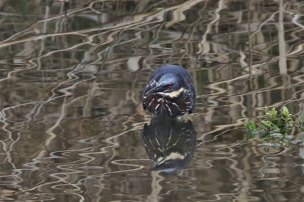 タカサゴクロサギ