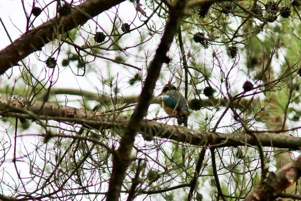 ヤイロチョウ 悠久の野鳥