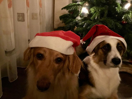 Bellis und Rika an Weihnachten (24. Dezember 2020)