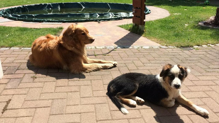 Bellis und Rika im Garten (1. Mai 2019) - zugeschickt