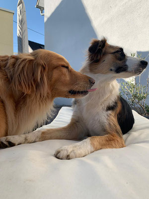 Bellis und Rika im Garten (24. April 2020) - zugeschickt