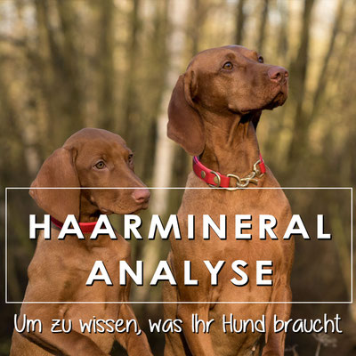 Eine Haarmineralanalyse für Ihren Hund deckt Mängel oder Überschüsse auf.