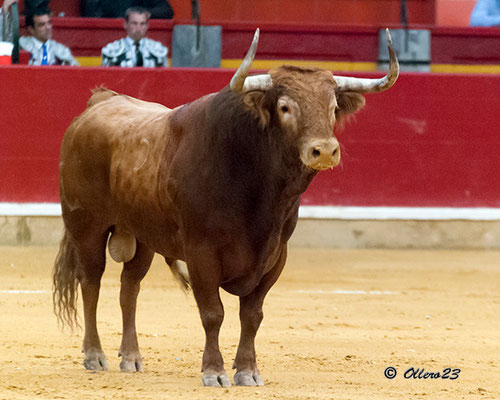 Marques, toro de Lopez Gibaja ganador de la concurso de Zaragoza 2013