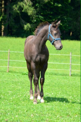 Appaloosa Hengstfohlen "Flambo Keep The Socks",  3 Monate