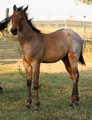 Hancocks Roosterbuck (Breeder: Heide Kronmüller)