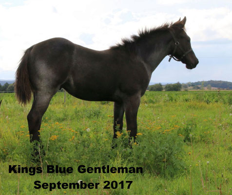 Kings Blue Gentleman (breeder: Conny Böhme)
