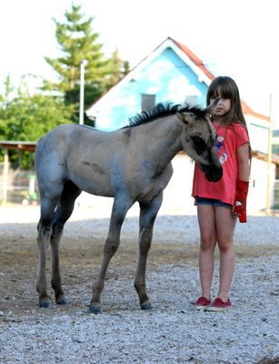 "Meggie" mit 6 Wochen. Man sieht deutlich ihre "wahre" Farbe: GRULLO ROAN! Copyright: Christina Albrecht-Hoschka