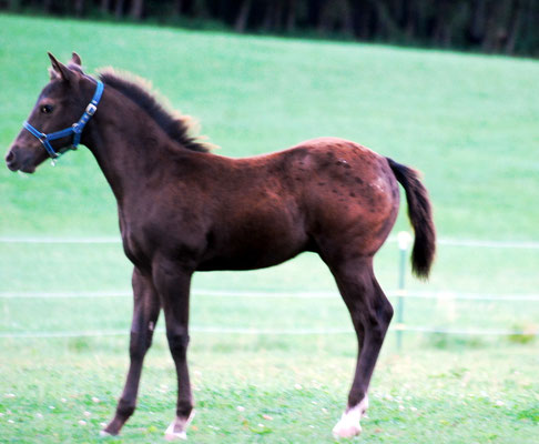 Appaloosa Hengstfohlen "Flambo Keep The Socks",  4 Monate