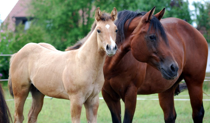 Heartbreakers Flamboy mit 3 Monaten