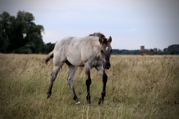 Züchter: Devils Creek Ranch