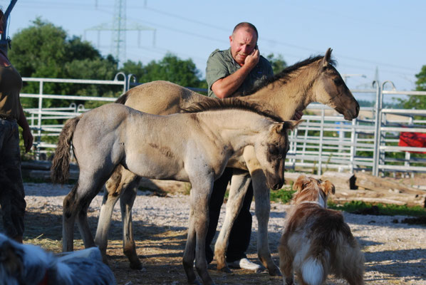 "Meggie" mit 6 Wochen. Man sieht deutlich ihre "wahre" Farbe: GRULLO ROAN! Copyright: Christina Albrecht-Hoschka