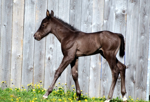 Appaloosa-Hengstfohlen 2015, 5 Tage alt  