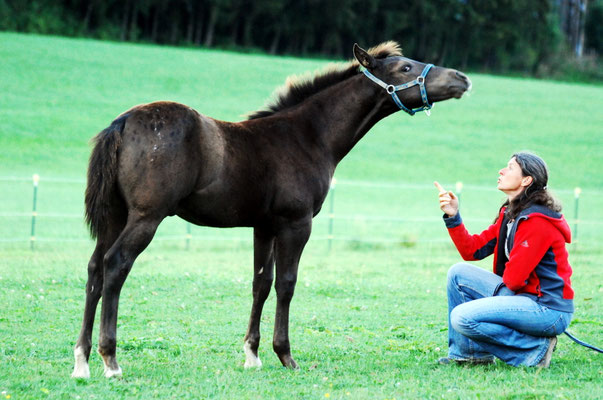 Appaloosa Hengstfohlen "Flambo Keep The Socks",  4 Monate