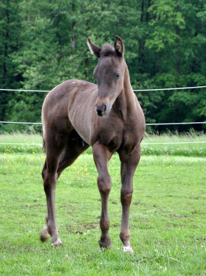 Appaloosa Hengstfohlen "Flambo Keep The Socks", 6 Wochen
