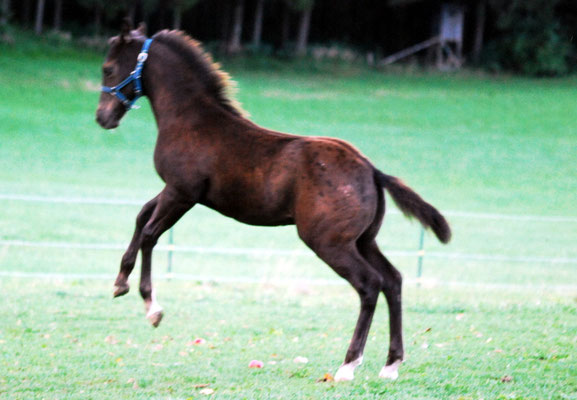 Appaloosa Hengstfohlen "Flambo Keep The Socks",  4 Monate