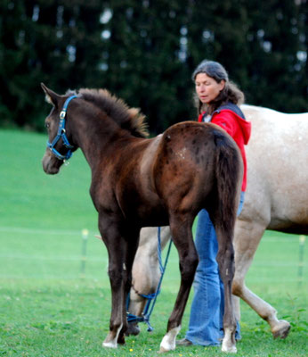 Appaloosa Hengstfohlen "Flambo Keep The Socks",  4 Monate
