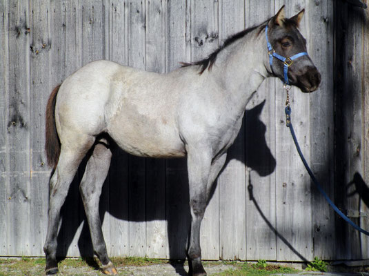 King Arlando Hancock (Breeder: Ylja Blatzeck)