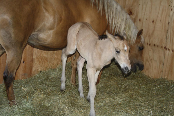 Hengstfohlen, Buckskin 