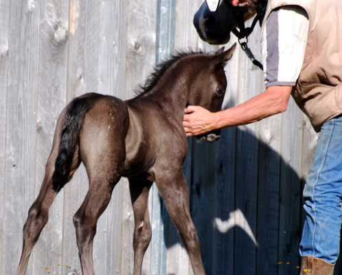 Appaloosa-Hengstfohlen 2015, 5 Tage alt 
