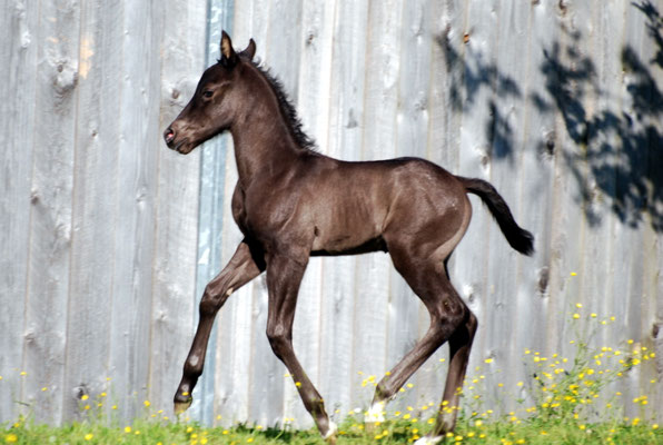 Appaloosa-Hengstfohlen 2015, 5 Tage alt