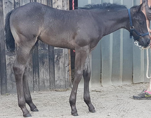 I Am Metallic Legacy (Breeder: Andrea Auerbach)