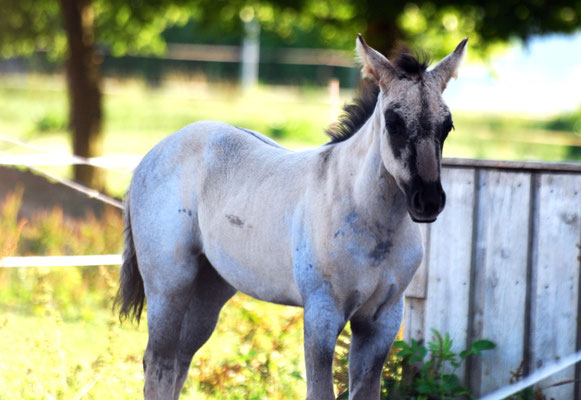 "Meggie" mit 6 Wochen. Man sieht deutlich ihre "wahre" Farbe: GRULLO ROAN! . Copy-Right: Christina Albrecht-Hoschka