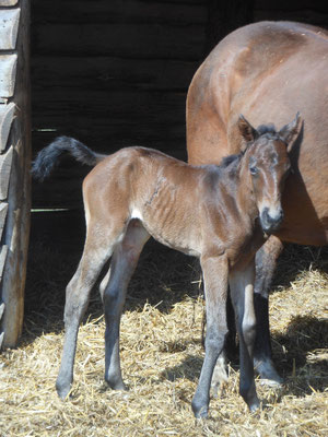 OQ Saltys Duicelina (breeder: Sandra Möller)