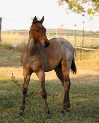 Hancocks Roosterbuck (Breeder: Heide Kronmüller)