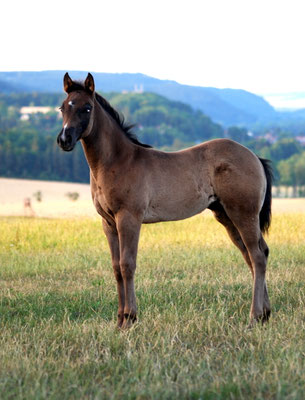 Stutfohlen,  3 Monate alt, Miss Maily Flame (Solid Paint)
