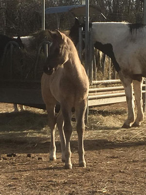 Pepper (Breeder: Doris Hinterreiter)