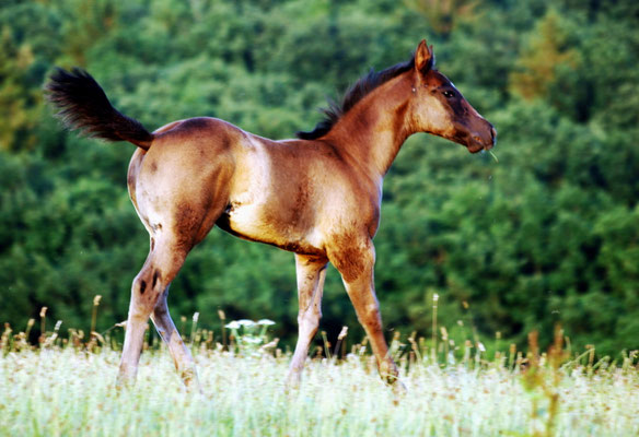 Stutfohlen. 3 Monate alt, Miss Maily Flame (Solid Paint)