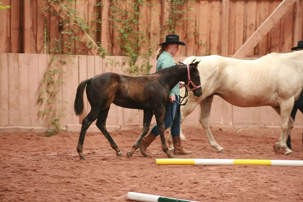 Miss Maily Flame belegte einen super 2. Platz auf der Fohlenschau des PHCG in Marksuhl mit einer Gesamtnote von 7,9. Typ: 8,0/ Gebäude 7,75/ Gangkorrektheit 7,75/ Gangqualitä 8,0/ Gesamteindruck 8,0