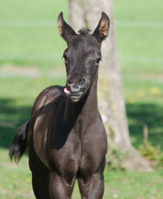 Appaloosa-Hengstfohlen 2015, 5 Tage alt 