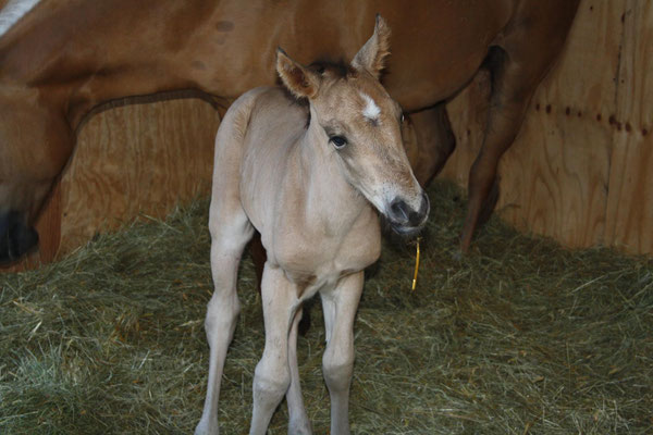 Hengstfohlen, Buckskin 