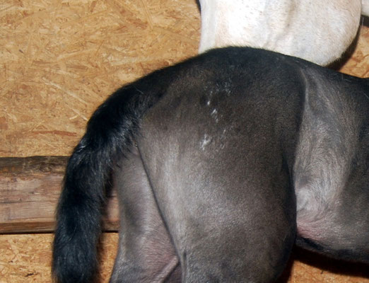 Appaloosa-Hengstfohlen 2015, kurz nach der Geburt
