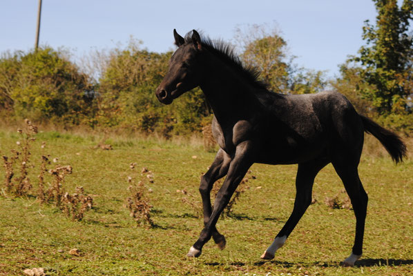 Breeder: Petra Keil