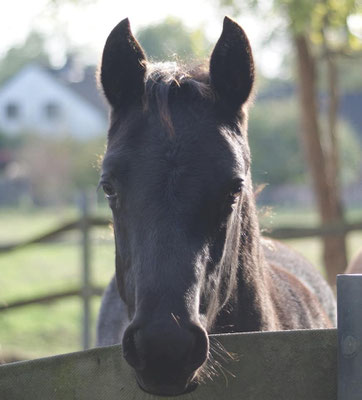I Am Metallic Legacy (Breeder: Andrea Auerbach)