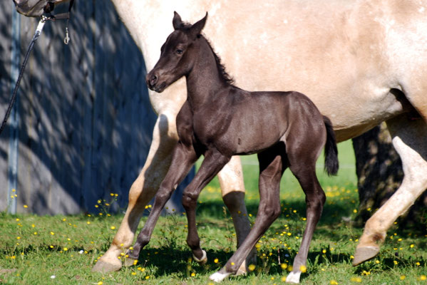 Appaloosa-Hengstfohlen 2015, 5 Tage alt  