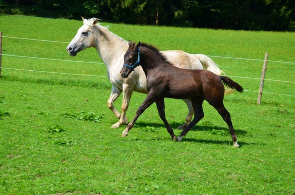 Appaloosa Hengstfohlen "Flambo Keep The Socks",  3 Monate