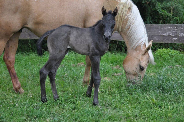 Little Ezzy Boy (breeder: Petra Jonson)